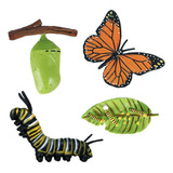 Realidad Natural La Mariposa Crece Educación Infantil