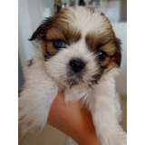 Cachorros Shitzu - (shih Tzu) Disponibles, Machito Y Hembita