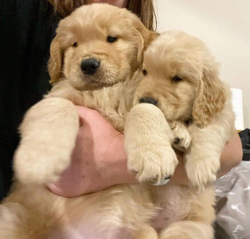 Cachorros Golden Retriever