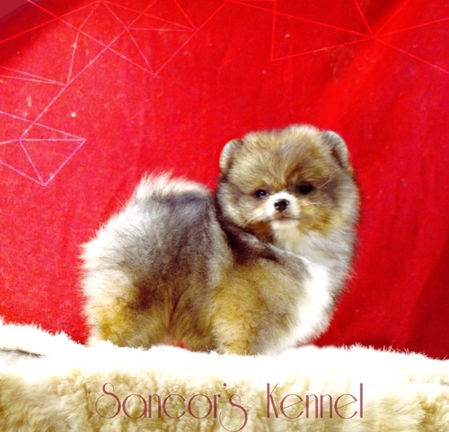 Cachorro Pomeranian Macho Super Mini C/pedigree Opc 