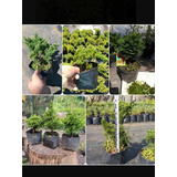 Lote De Árbolitos Para Bonsai