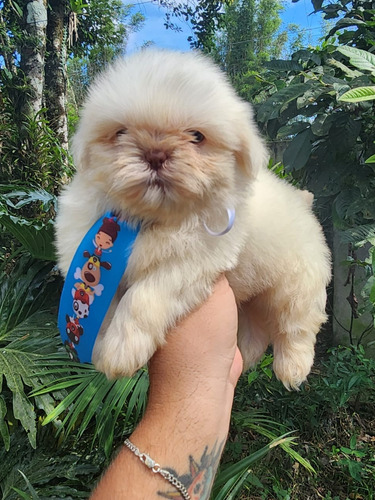 Filhote Lindo De Shih Tzu 