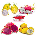 Mudas De Pitaya Auto Fértil Kit Com 10 Mudas E 5 Variedades