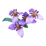 Iris Azul / Falsa Iris / Lirio Roxo - 1 Bulbo