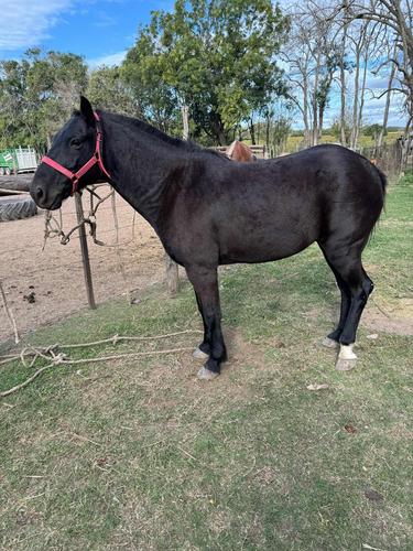 Caballo Manso De Andar