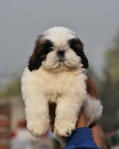 Cachorro Shih Tzu Perrito Shitzu Cachorro