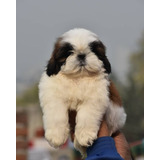 Cachorro Shih Tzu Perrito Shitzu Cachorro