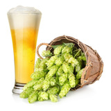 20 Sementes De Lúpulo - Trepadeira Cerveja - Humulus Lupulus
