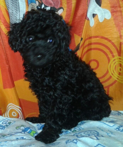 Lindos Cachorritos French Poodle Negro Azabache Minitoy Mira Las Fotos  | Meses sin interés