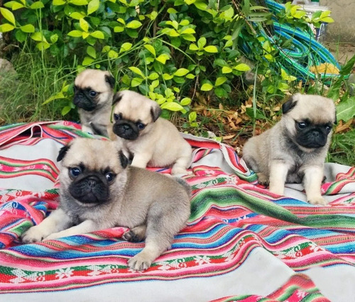 Pug Carlino Cachorros Machos. Los Más Lindos! Oportunidad!