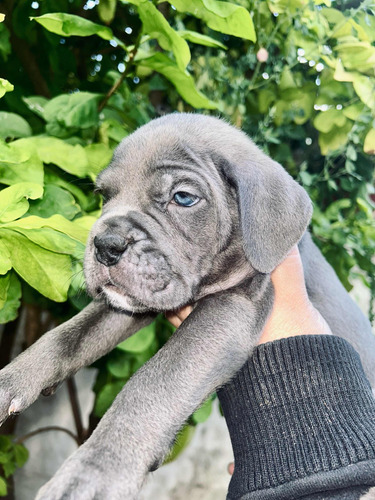 Cachorros Cane Corso Grises