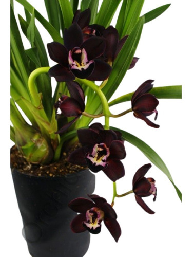 Muda De Orquidea Cymbidium Negra Kiwi Midnight Exotica Jovem