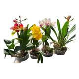 Kit 4 Orquídeas Cattleyas Adultas  Entouceiradas Promoção!!!