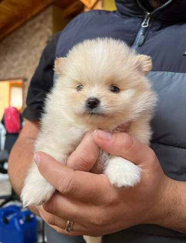 Tu Amigo Pomerania Espera, Encuentra Tu Pomi Ideal.