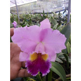 Orquidea Cattleya Más Envio 