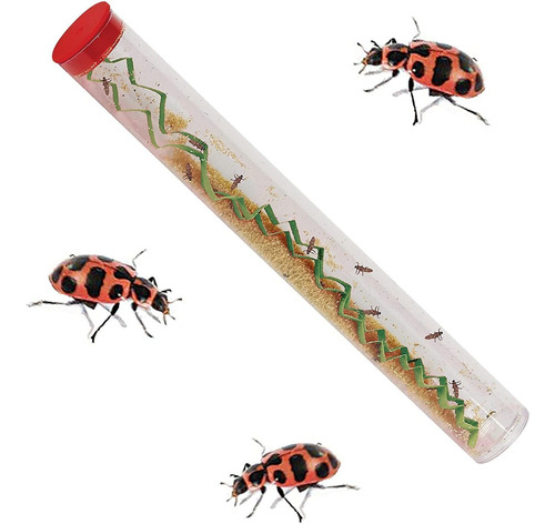 Insect Lore Live Ladybug - Kit De Cultivo De Juguete