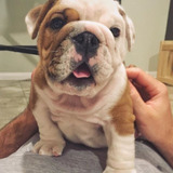  Venta Bulldog Ingles Hembra Disponible Sede Cali Medellín