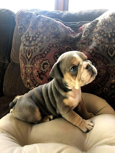 Cachorros Bulldog Ingles Black And Tan Exotic Perros 