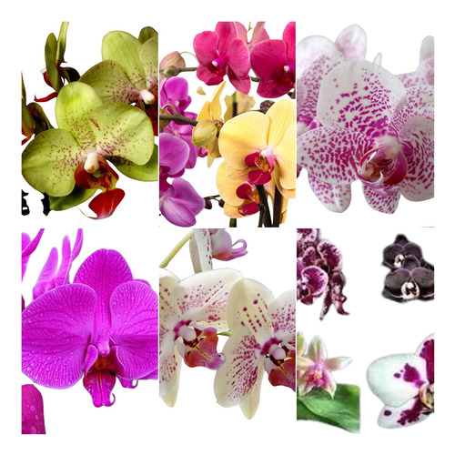 Kit 4 Orquídeas Phalaenopsis Adulta Flor Promoção Mais Musgo