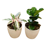 Ficus Pandurata Y Calatea En Maceta Premium , Plantas De Int