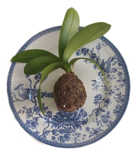 Prato Decorativo Com Orquídea Kokedama (de Parede) + Suporte