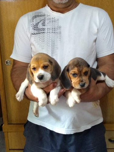 Hermosos Cachorros De Beagle !