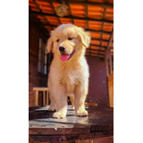 Filhote De Golden Retriever Pedigree E Microchip