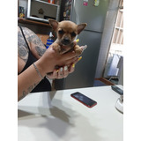 Chihuahua Mini Macho Bellisimo