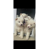 Cachorros Akita Inu 