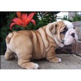 Cachorros Bulldog Ingles Perros En Venta Sincelejo