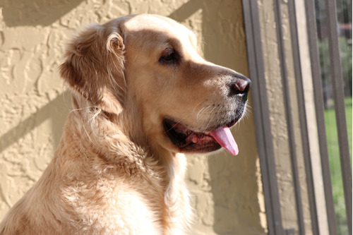 Emocionante Golden Criadero Mascotas Saint Daniel 34