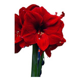 02 Amarílis Ferrari - Açucena Amaryllis - Higienizado