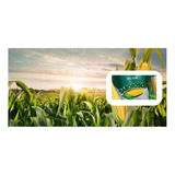 Milho Brs 3046 Saboroso - 20 Kg Semente Para Plantio
