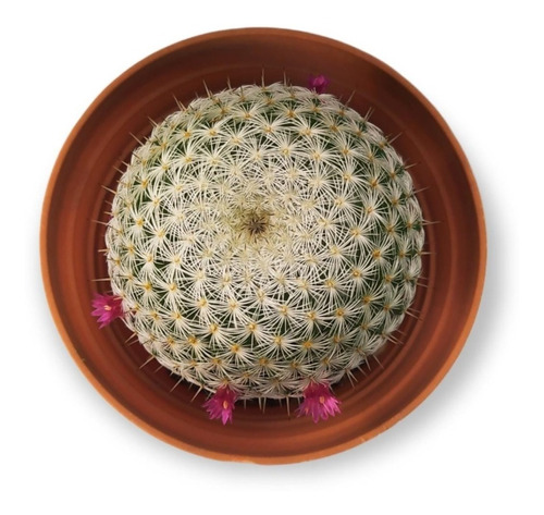 Mammillaria Cactus Exótico Planta De Flor Rosa De Colección