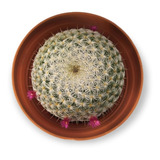 Mammillaria Cactus Exótico Planta De Flor Rosa De Colección