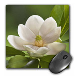3drose Llc 8 X 8 X 0,25 Magnolia Tree Flower Blossom Adam De
