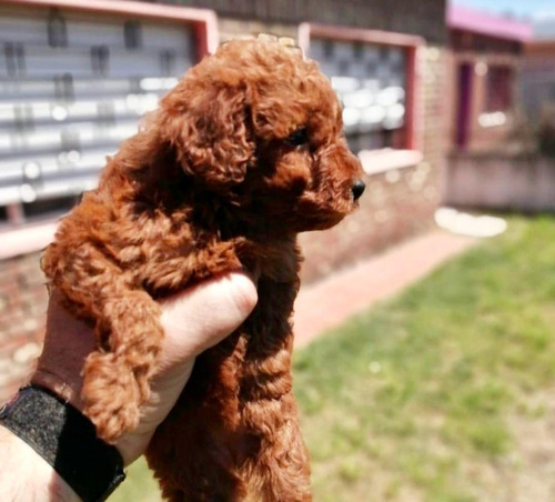 Poodle Caniche 