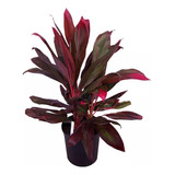 Dracena Baby Rubra  (dracena Roja)  10lts