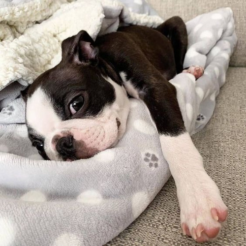 Cachorros Boston Terrier Puppy Boston Perritos Can Puppy