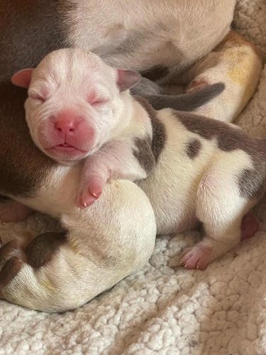 Cachorro American Bully Con Abkc Para Reserva 