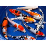 6 Carpas Koi Peixe Ornamental Aquário Lago