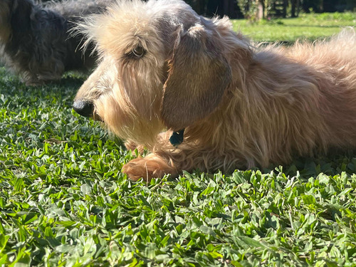 Dachshund Salchicha Pelo Duro Alambre Puro Macho 3 Años