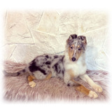 Rough Collie Hembra Azul Mirlo