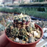 Semillas Cactus - Frailea Grahliana