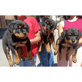 Rottweiler Cachorro, Genética Garantizada, Con Registro 