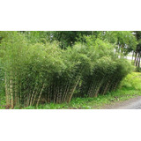 50 Semillas De Bambú Invasivo + Regalo