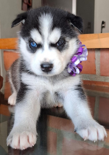 Husky Siberiano Hembra Con Heterogromia