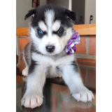 Husky Siberiano Hembra Con Heterogromia