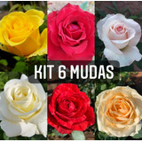 Kit De 06 Mudas De Rosas Enxertadas