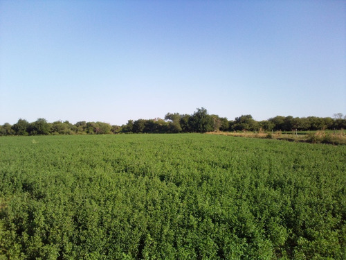 Fardo De Alfalfa Premium 1º Corte Traída De Sgo Del Estero